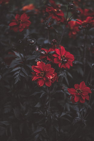 red petaled flowers, Flowers, Red, Blur