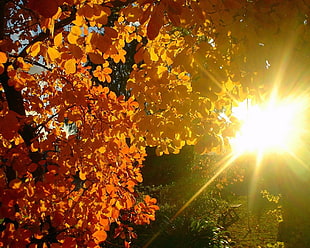 yellow autumn leaves HD wallpaper