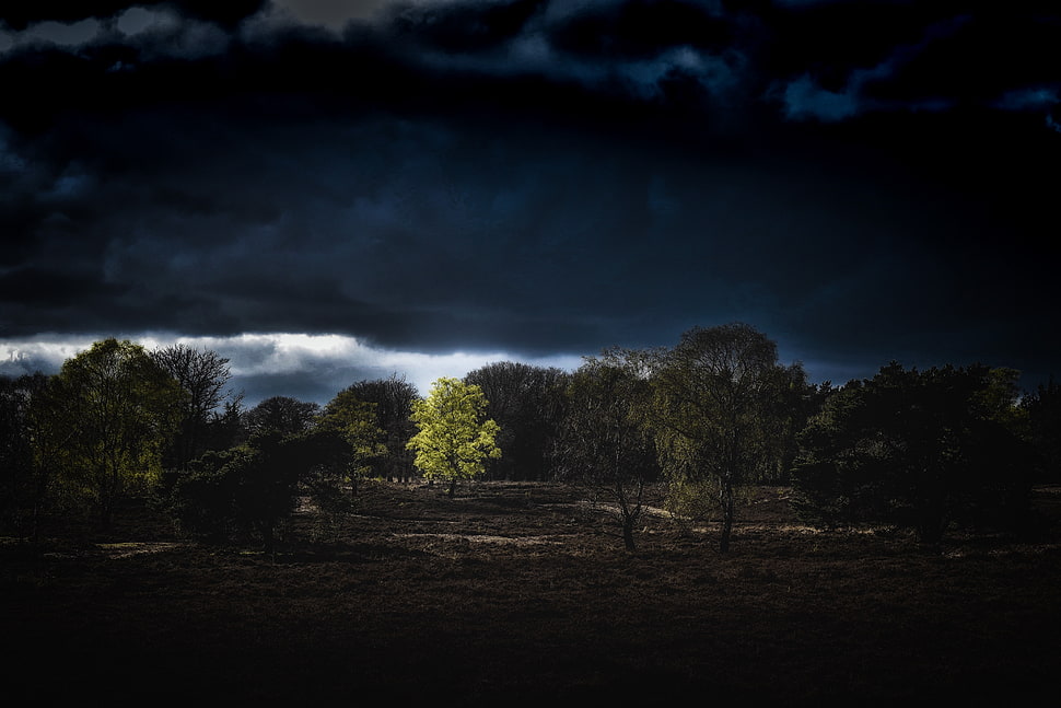 green leaf tree during dark clouds view HD wallpaper