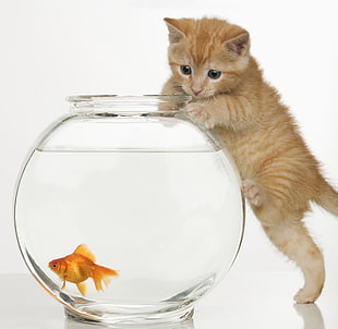 orange tabby kitten on glass fish bowl with gold fish