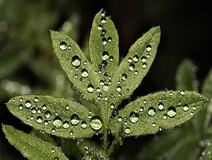 raindrops on leaf HD wallpaper