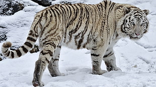 beige and black tiger, animals, white tigers, snow, white