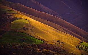 brown and green mountain with trees