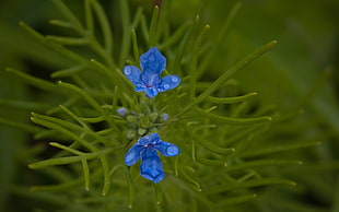 selective focus photography of blue petal flower