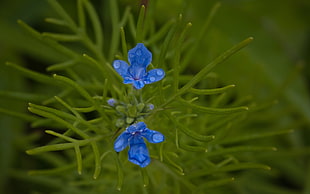 selective focus photography of blue petal flower HD wallpaper