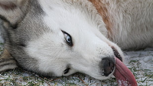 adult white and gray Siberian husky, Siberian Husky , dog, animals, Derpy HD wallpaper