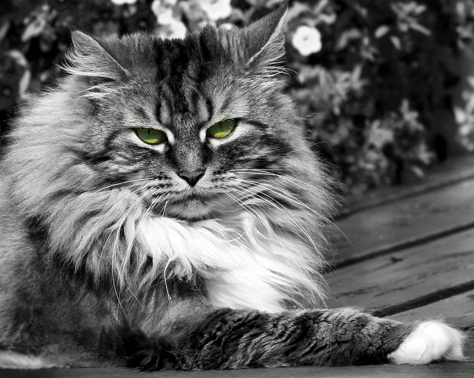 Grayscale photography of a cat HD wallpaper | Wallpaper Flare