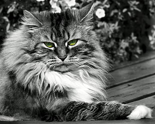 grayscale photography of a cat HD wallpaper