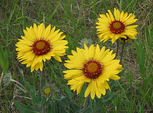 photo of three sunflowers HD wallpaper