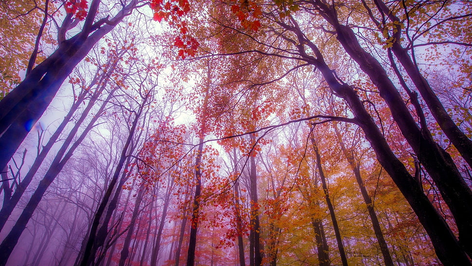 forest, trees HD wallpaper