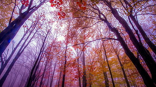 forest, trees HD wallpaper