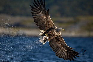 brown and white eagle, animals, eagle, birds, bird of prey