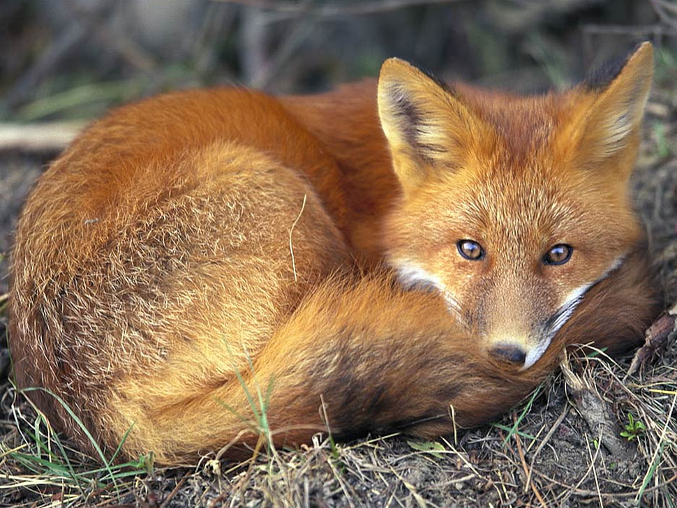 brown fox HD wallpaper