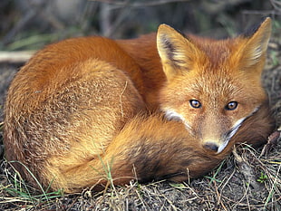 brown fox HD wallpaper