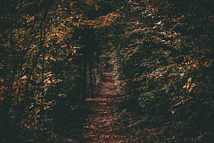 green trees, Path, Autumn, Trees