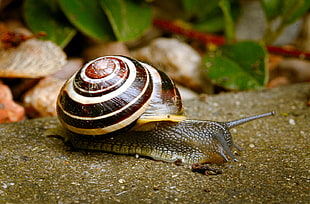 white and brown snail on ground during daytime, white-lipped snail