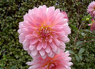 selective focus photo of pink Dahlia flower