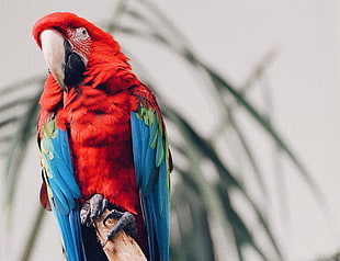 red and blue parrot