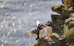 two puffin bird on top of rock during daytime