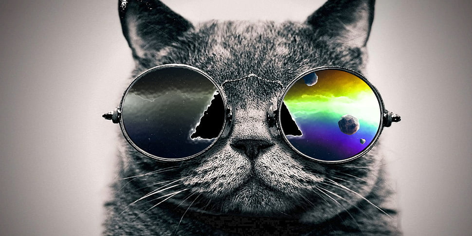 Dark Side of the Moon cat shade reflection HD wallpaper