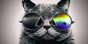 Dark Side of the Moon cat shade reflection
