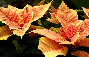 orange-and-yellow leaves HD wallpaper