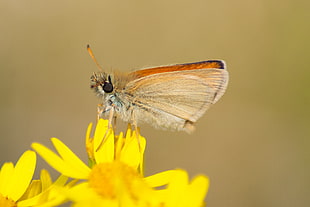 shallow photo focus photo of butterfly, essex skipper HD wallpaper