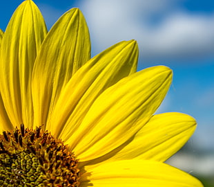 close up photo of sunflower during day time HD wallpaper
