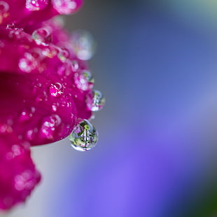 selective photography of water droplet