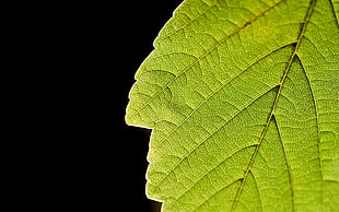 green leaf, nature HD wallpaper