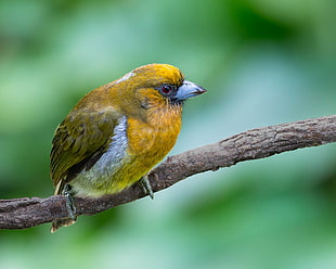 brown and gray small bird, prong-billed barbet