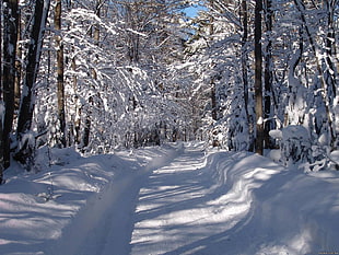 Road,  Snow,  Snowdrifts,  Trees HD wallpaper