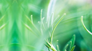 green and white leaf plant, HTC One M8, HTC Sense 6