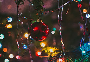 red bauble, Christmas tree, Ball, Fir