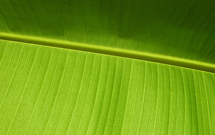 banana leaf, macro, plants
