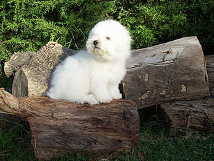 white Havanese puppy on wood log