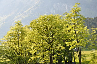 green trees, nature, trees
