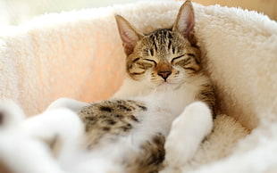 white, gray and black cat laying on white bed