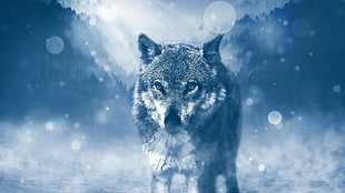 white and gray wolf, wolf, photo manipulation, snow