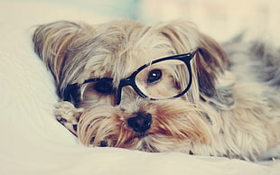 puppy wearing glasses HD wallpaper