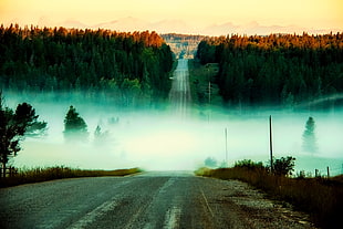 mist covered road at daytime
