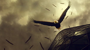 Bald Eagle, animals, eagle, clouds, birds