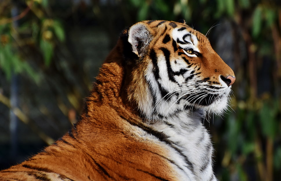 white, black, and brown tiger HD wallpaper
