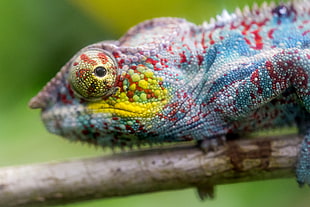 photo of Chameleon holding tree branch during day time