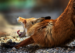 brown fox, animals, fox, yawning