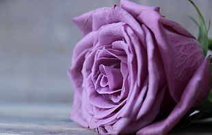 close-up photo of purple rose