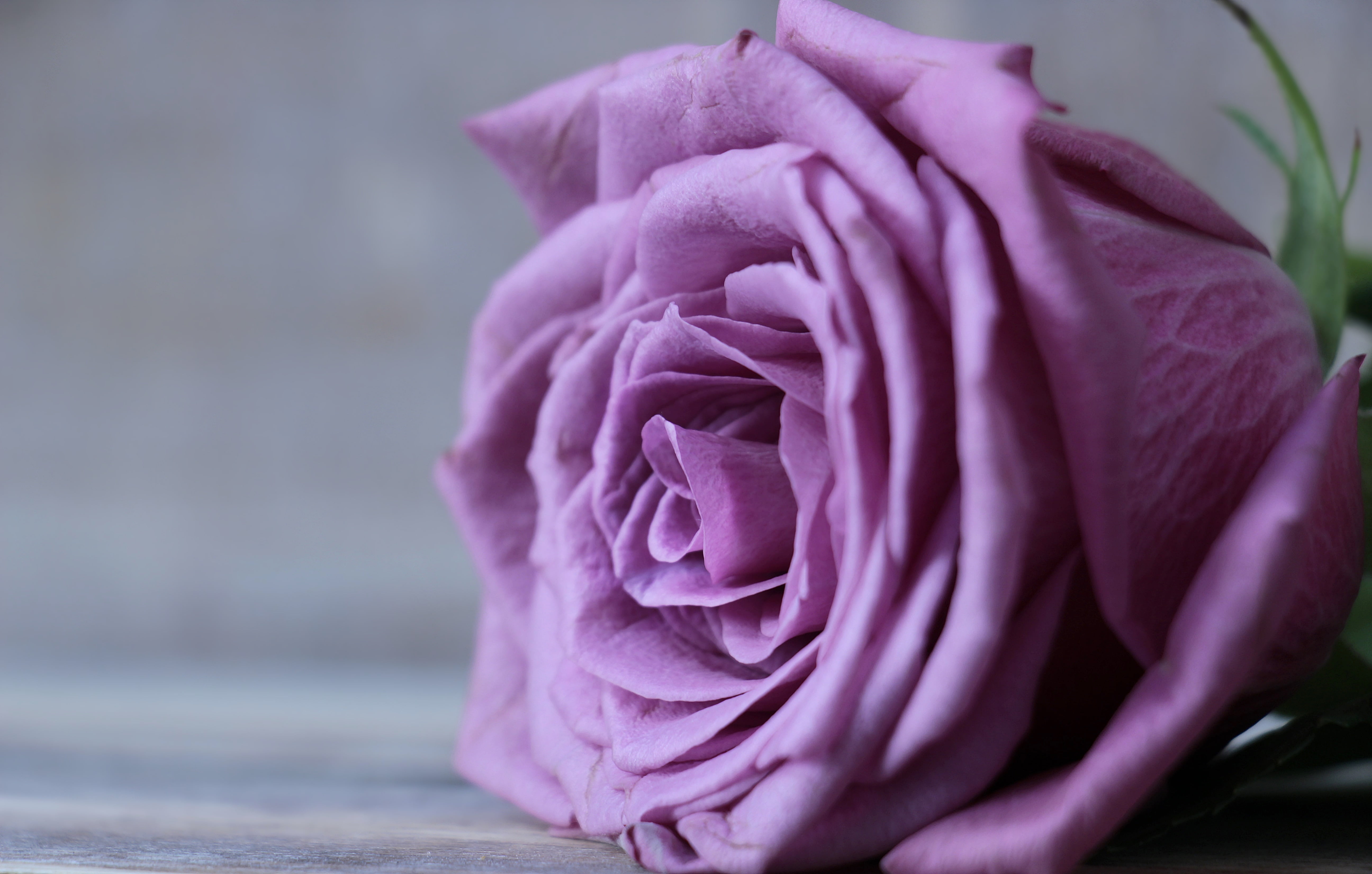 紫玫瑰 紫色的花朵 花束 - Pixabay上的免费照片 - Pixabay