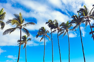 coconut tree under white skies at daytime