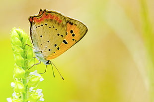 orange spot butterfly perching on green flower stigmata