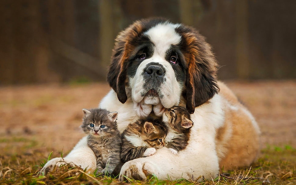 adult brown and white St. Bernard and three silver Tabby kittens HD wallpaper